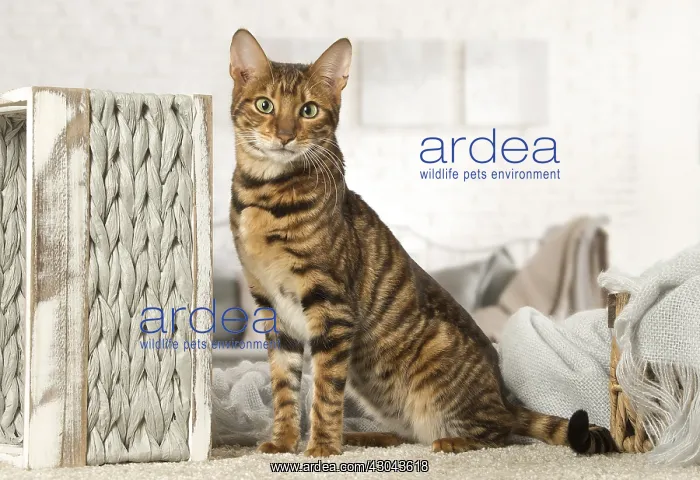  : Toyger cat indoors