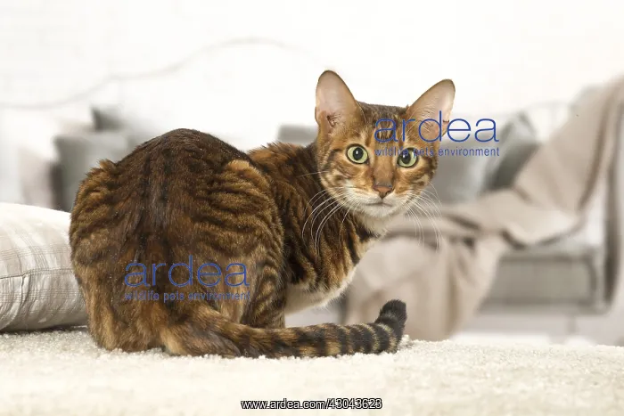  : Toyger cat indoors