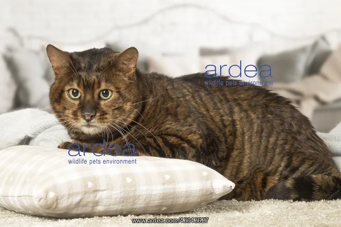  : Toyger cat indoors