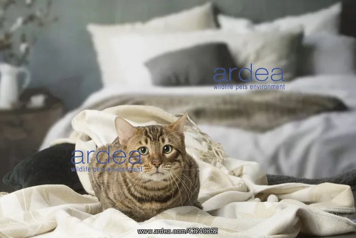  : Toyger cat indoors