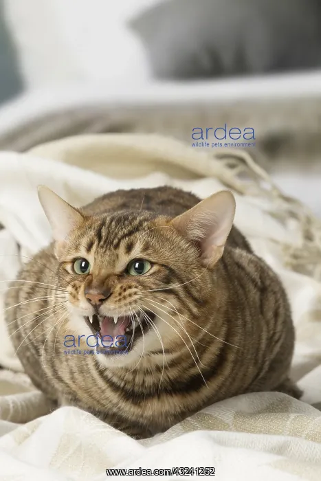  : Toyger cat indoors