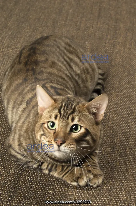  : Toyger cat indoors