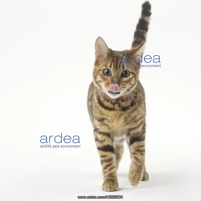  : Toyger cat in the studio