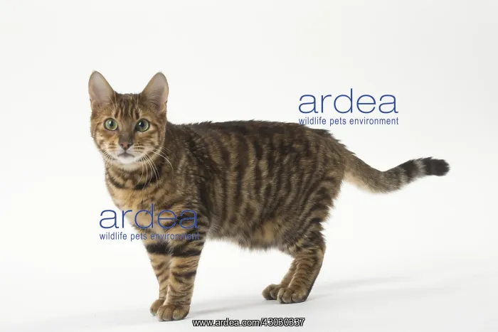  : Toyger cat in the studio