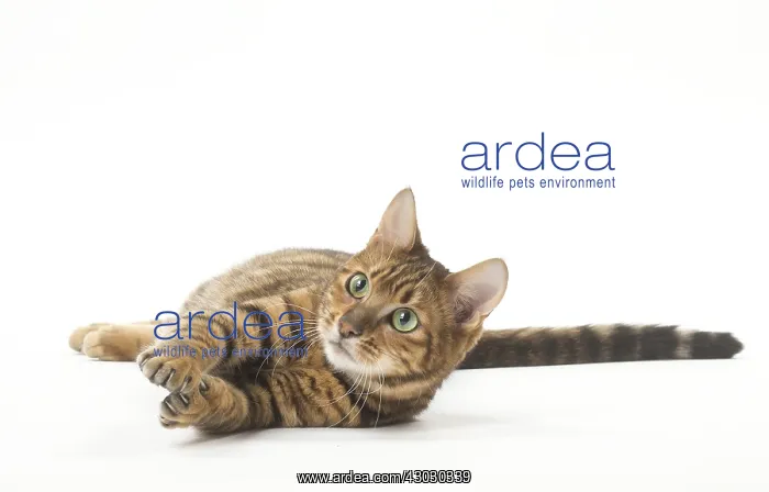  : Toyger cat in the studio