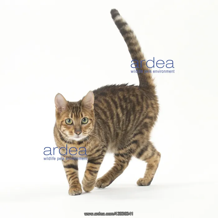  : Toyger cat in the studio