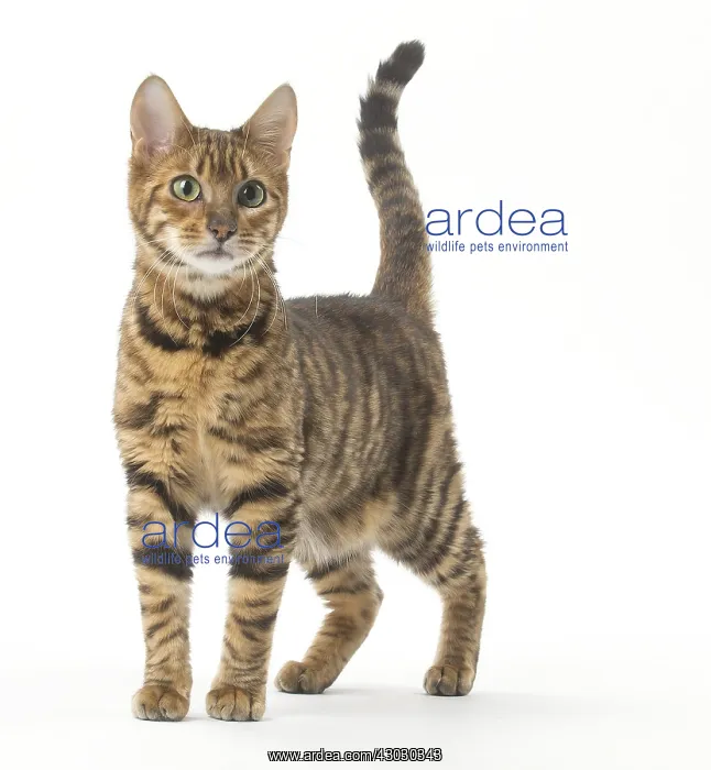  : Toyger cat in the studio