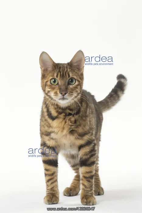  : Toyger cat in the studio
