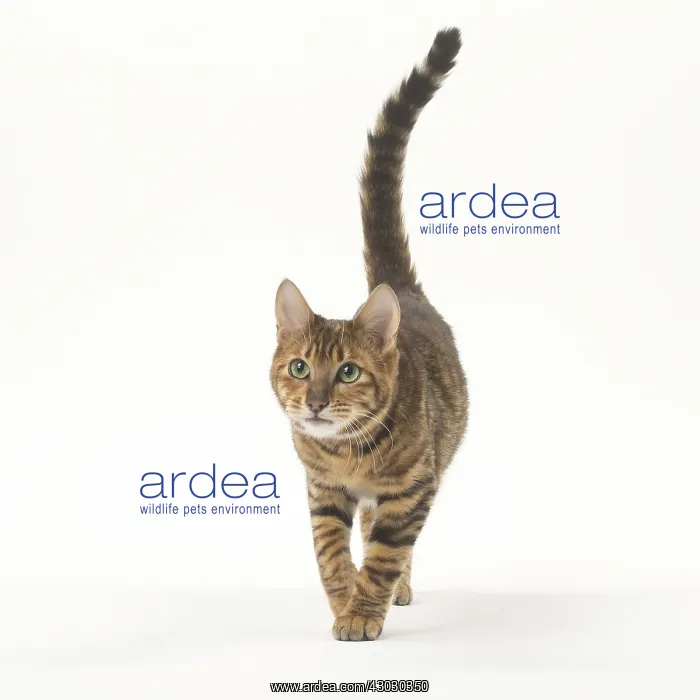  : Toyger cat in the studio