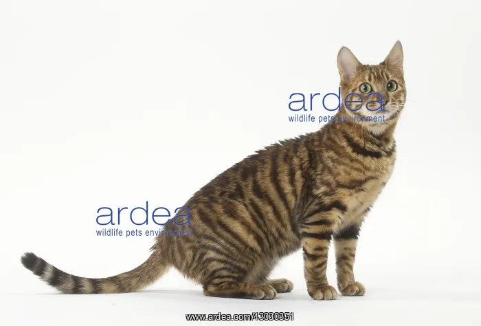  : Toyger cat in the studio
