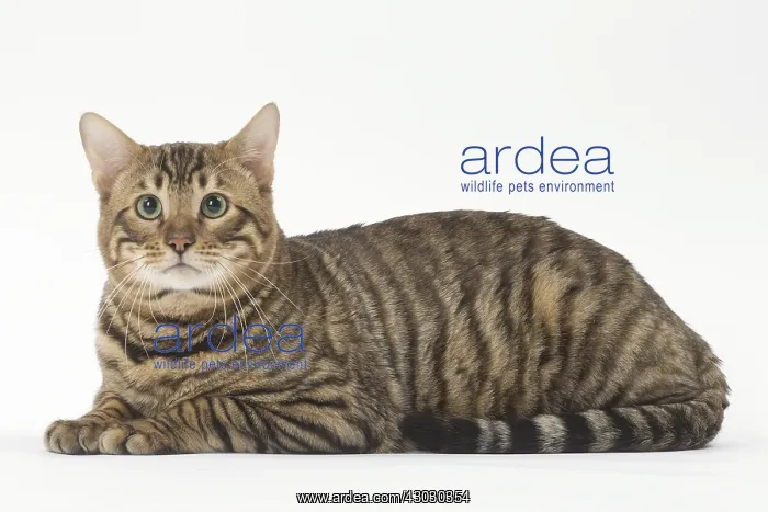  : Toyger cat in the studio