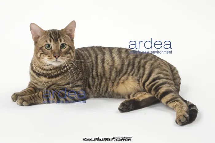  : Toyger cat in the studio