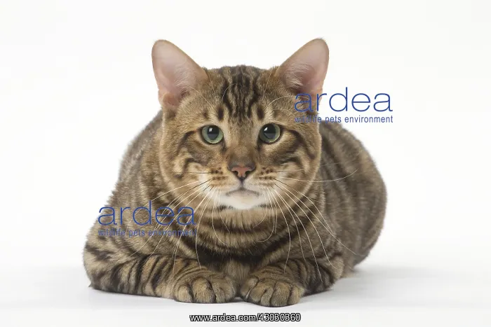  : Toyger cat in the studio