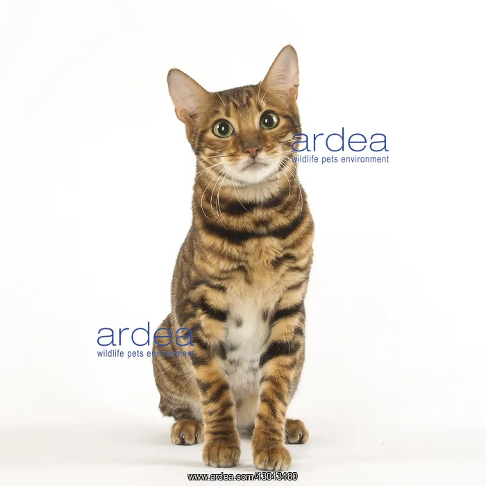  : Toyger cat in the studio