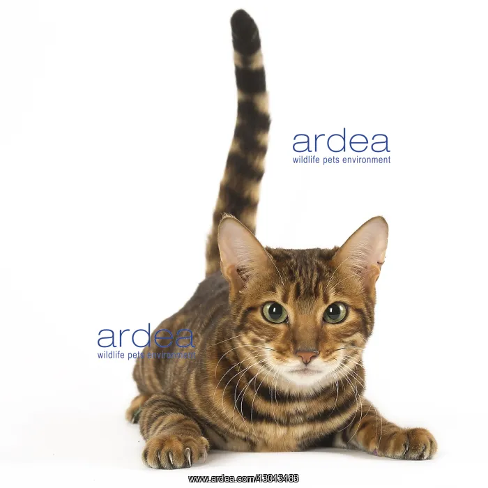  : Toyger cat in the studio