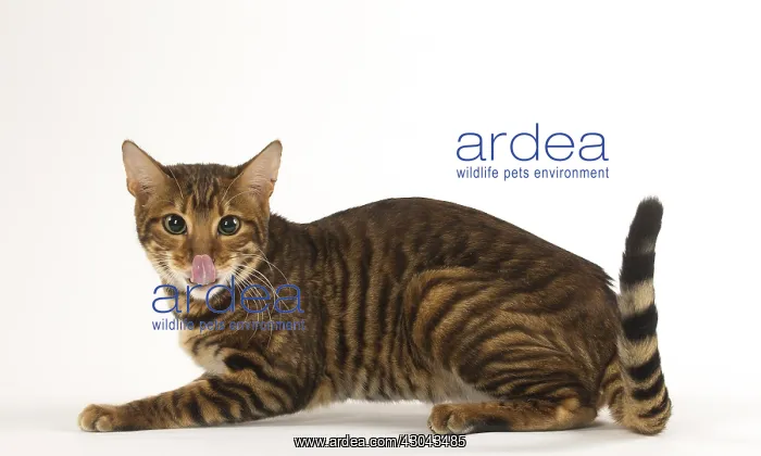  : Toyger cat in the studio