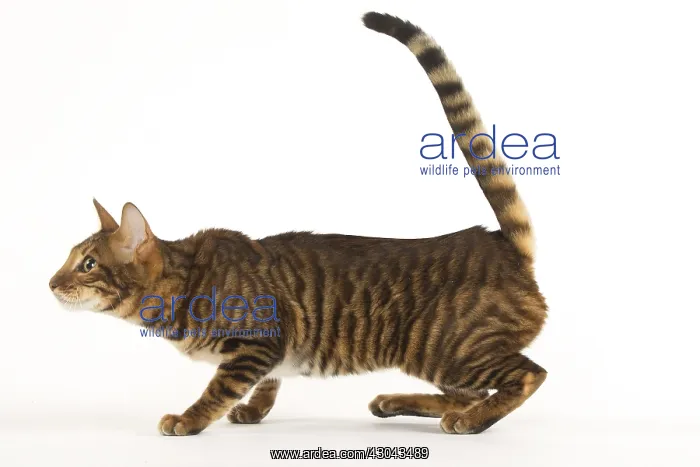  : Toyger cat in the studio