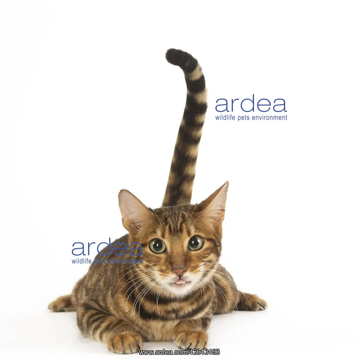  : Toyger cat in the studio