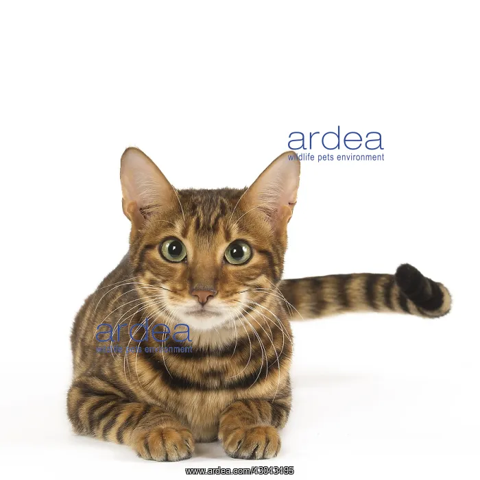  : Toyger cat in the studio