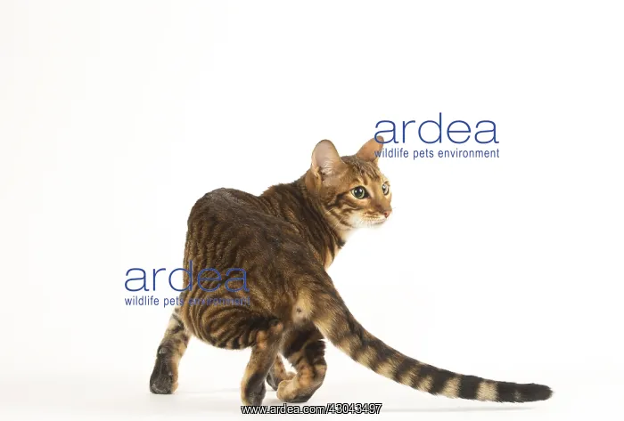  : Toyger cat in the studio