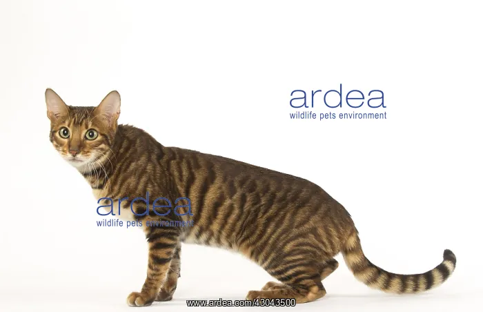  : Toyger cat in the studio