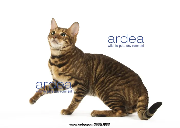  : Toyger cat in the studio