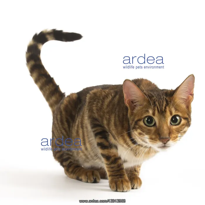  : Toyger cat in the studio