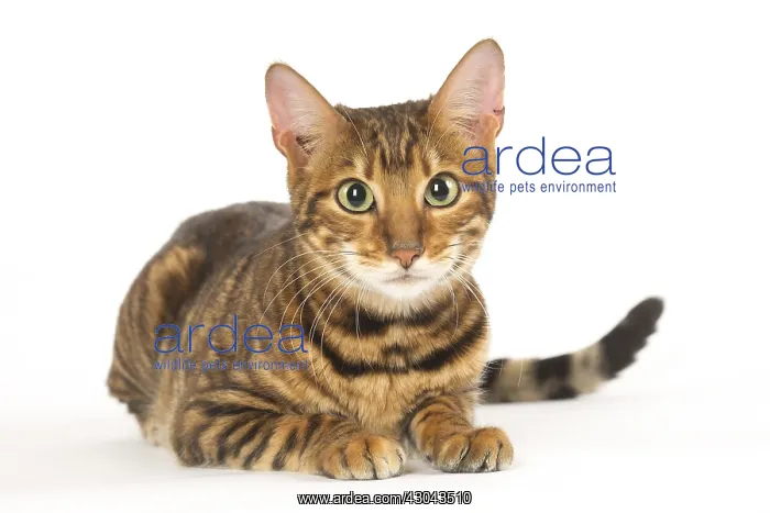  : Toyger cat in the studio