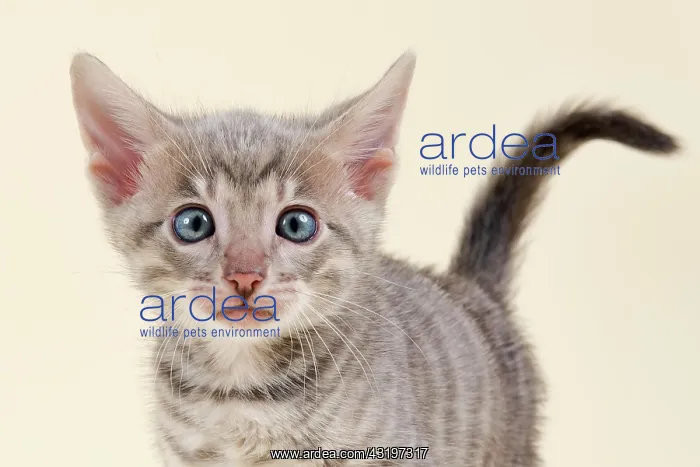 : Toyger (Felis silvestris catus), age 6 weeks, portrait : Toyger (Felis silvestris catus), age 6 weeks, portrait