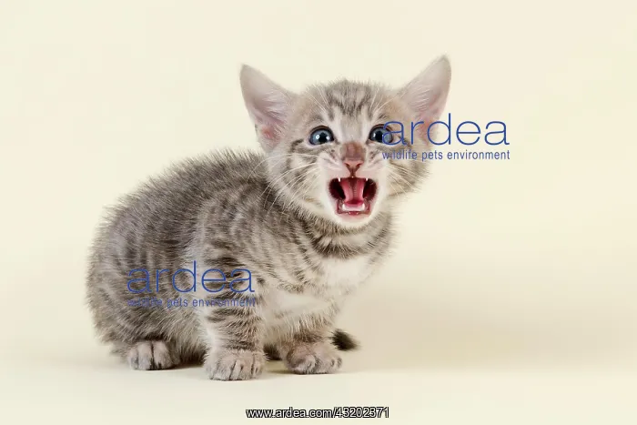 : Toyger (Felis silvestris catus), age 6 weeks, meowing : Toyger (Felis silvestris catus), age 6 weeks, meowing