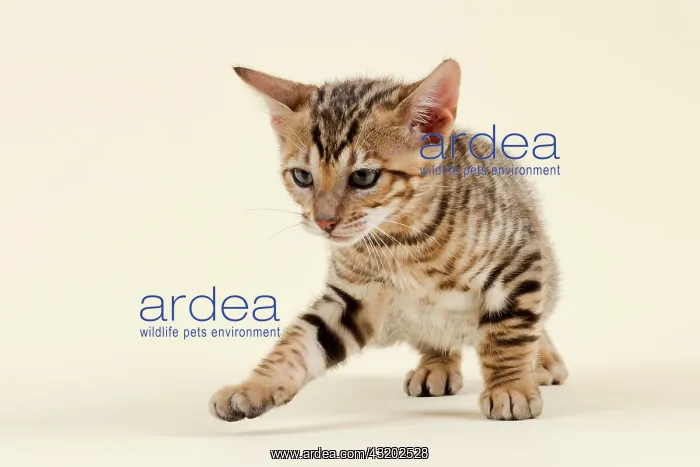 : Toyger (Felis silvestris catus), age 9 weeks, curious : Toyger (Felis silvestris catus), age 9 weeks, curious