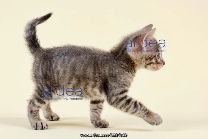 : Toyger (Felis silvestris catus), age 6 weeks, color : Toyger (Felis silvestris catus), age 6 weeks, color