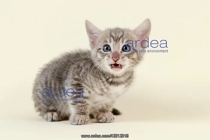 : Toyger (Felis silvestris catus), age 6 weeks, afraid : Toyger (Felis silvestris catus), age 6 weeks, afraid