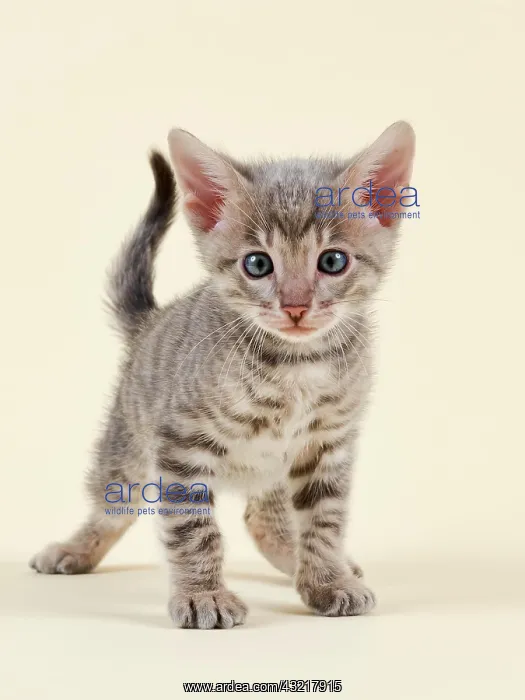 : Toyger (Felis silvestris catus), age 6 weeks, color : Toyger (Felis silvestris catus), age 6 weeks, color