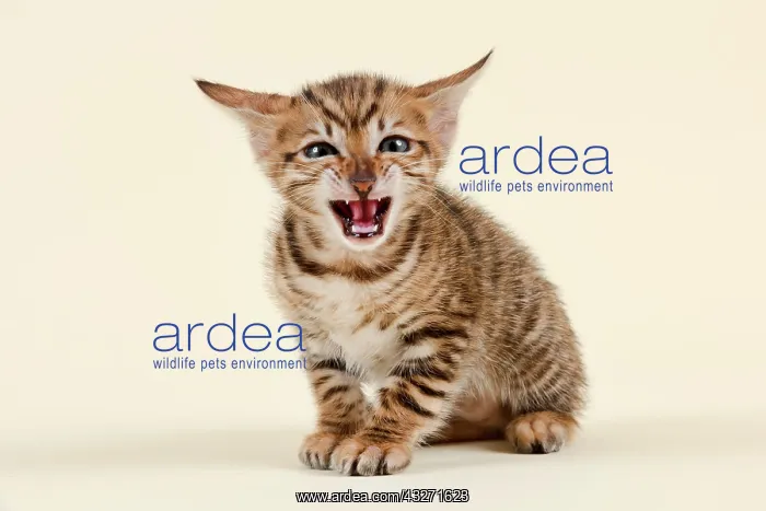 : Toyger (Felis silvestris catus), age 6 weeks, color : Toyger (Felis silvestris catus), age 6 weeks, color