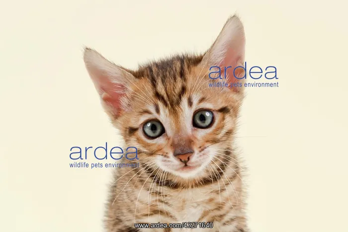 : Toyger (Felis silvestris catus), age 6 weeks, color : Toyger (Felis silvestris catus), age 6 weeks, color