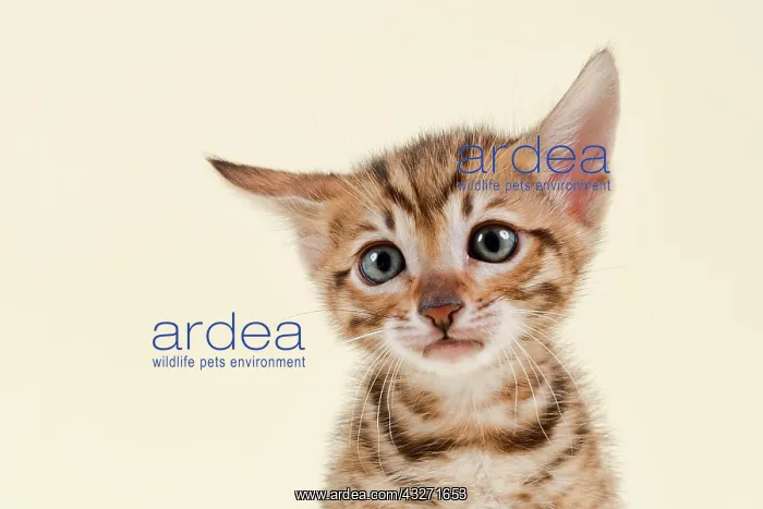 : Toyger (Felis silvestris catus), age 6 weeks, color : Toyger (Felis silvestris catus), age 6 weeks, color