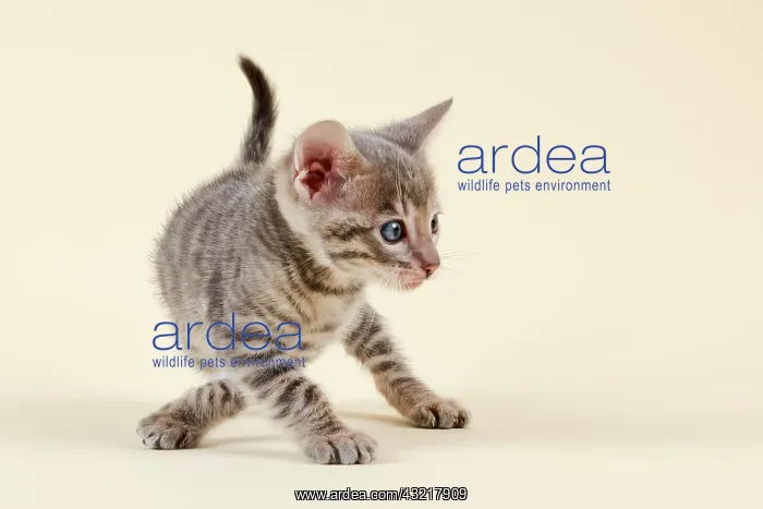 : Toyger (Felis silvestris catus), age 6 weeks, with : Toyger (Felis silvestris catus), age 6 weeks, with