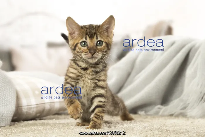  : Toyger kitten indoors