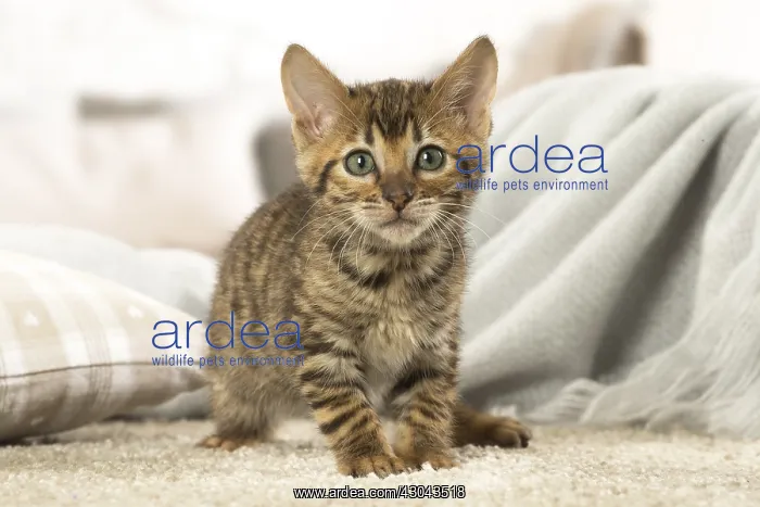  : Toyger kitten indoors