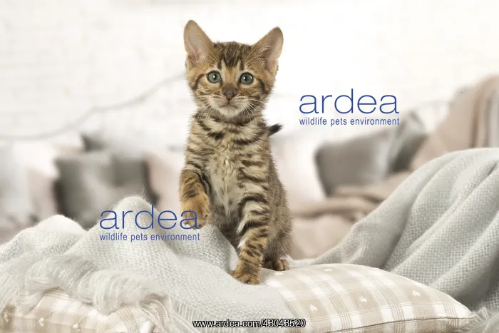  : Toyger kitten indoors