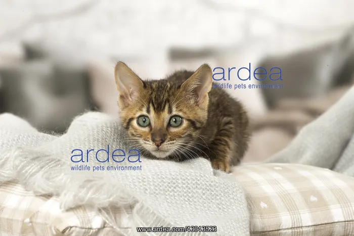  : Toyger kitten indoors