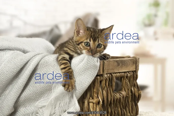  : Toyger kitten indoors