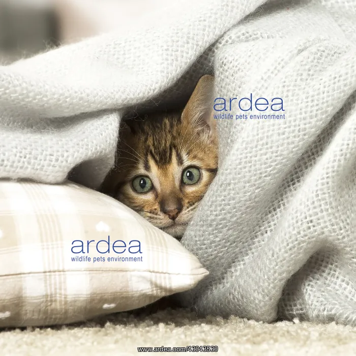  : Toyger kitten indoors