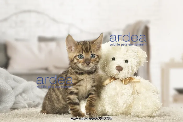  : Toyger kitten indoors
