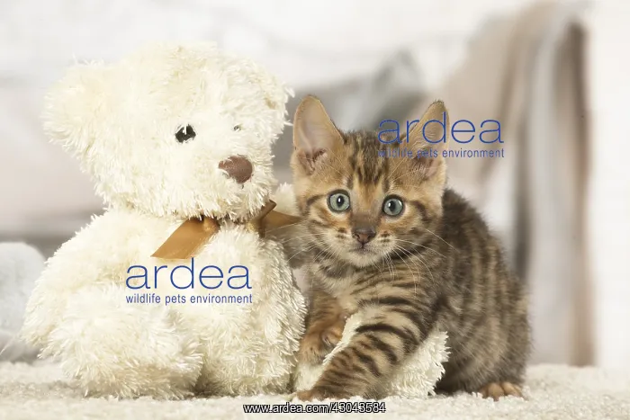 : Toyger kitten indoors