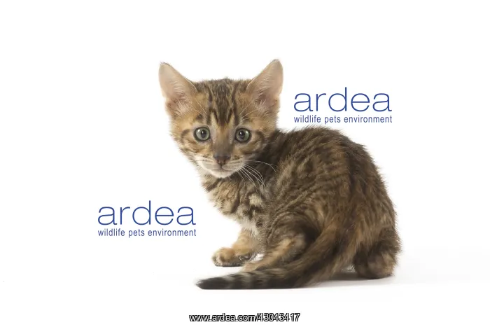  : Toyger kitten in the studio