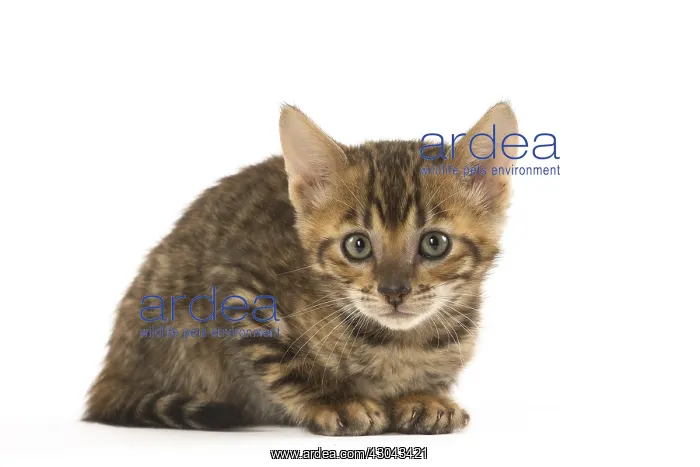  : Toyger kitten in the studio
