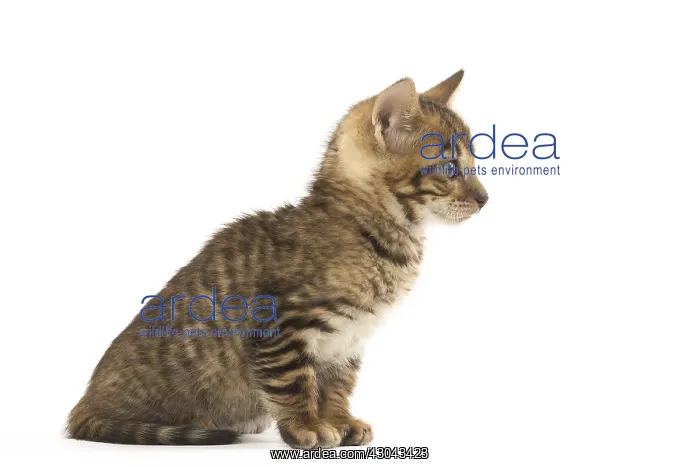  : Toyger kitten in the studio