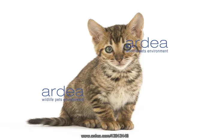  : Toyger kitten in the studio